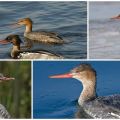 Description of wild ducks with a crest and a sharp beak, the habitat of mergansers