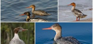 Description des canards sauvages avec une crête et un bec pointu, l'habitat des harles