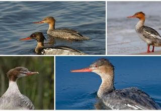 Description des canards sauvages avec une crête et un bec pointu, l'habitat des harles