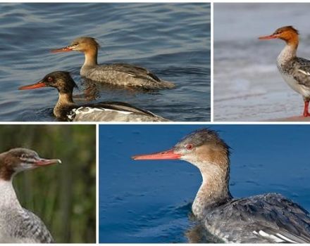 Description of wild ducks with a crest and a sharp beak, the habitat of mergansers