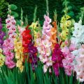 Paano ipalaganap ang gladioli na may mga buto, bombilya at mga bata, paghahanda para sa pagtanim