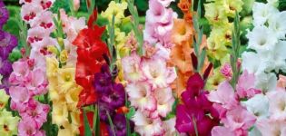 How to propagate gladioli with seeds, bulbs and children, preparation for planting