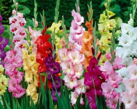 Paano ipalaganap ang gladioli na may mga buto, bombilya at mga bata, paghahanda para sa pagtanim