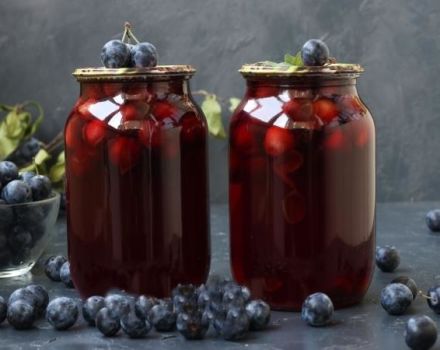 TOP 7 recipes for making thorn compote with seeds for the winter