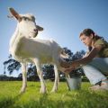 What to do if the goat does not give milk completely and methods of solving the problem