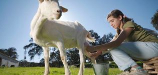 What to do if the goat does not give milk completely and methods of solving the problem