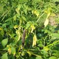 What diseases and pests are in physalis, why does the plant's leaves turn yellow and their treatment