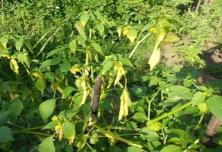 Apa penyakit dan perosak physalis, mengapa daun tumbuhan menjadi kuning dan rawatannya