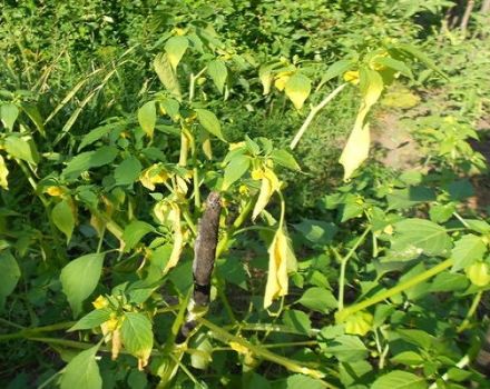 What diseases and pests are in physalis, why does the plant's leaves turn yellow and their treatment