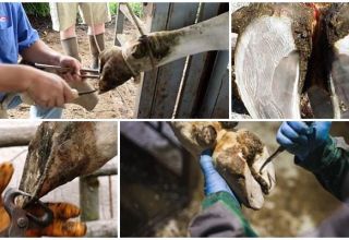 Herramientas de corte de vacas en casa e instrucciones.