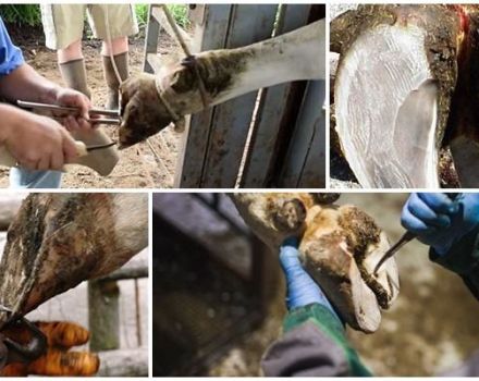 Herramientas de corte de vacas en casa e instrucciones.