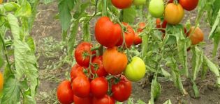 Descripción de la variedad de tomate Klepa, características de cultivo y cuidado.