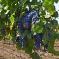 Breeding history, description and characteristics of Malbec grapes, cultivation and care