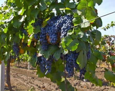 Histoire de la reproduction, description et caractéristiques des raisins Malbec, culture et soins