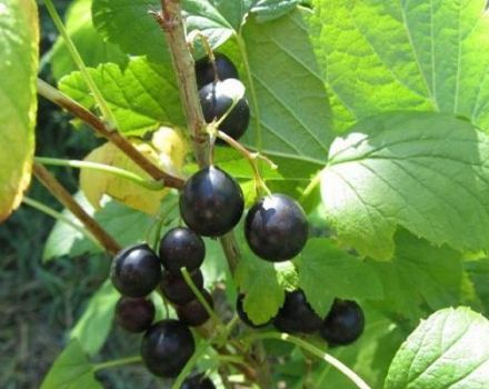 Description of wild currant (reis), where it grows, cultivation and care