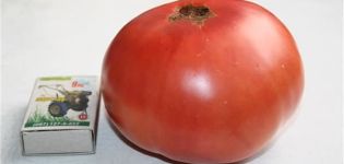 Caractéristiques et description de la variété de tomate Scorpio, son rendement