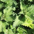 How to make a nettle dressing for cucumbers and fertilize