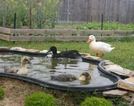 Cómo hacer una piscina para patos en casa con tus propias manos, dibujos.