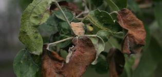 What to do if the leaves of an apple tree wither and how to treat it, causes and prevention