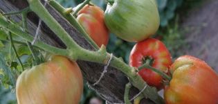 Description de la variété de tomate Dacosta Portuguese et de ses caractéristiques