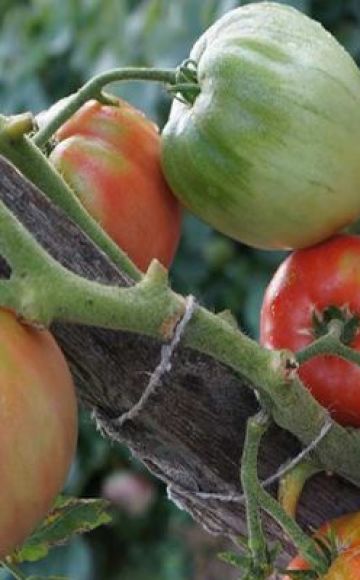 Descrição da variedade de tomate Dacosta Portuguesa e suas características