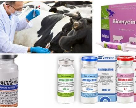 Signs and diagnosis of clostridiosis in cattle, treatment and prevention