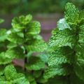 Cómo plantar, cultivar y cuidar la menta a partir de semillas en campo abierto en el país.