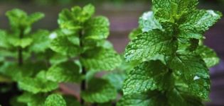 How to plant, grow and care for mint from seeds in the open field in the country