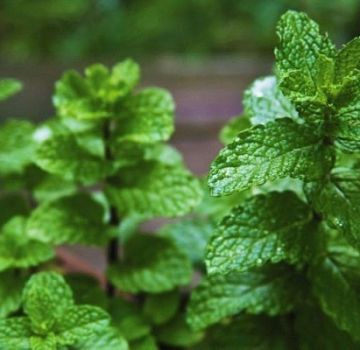 How to plant, grow and care for mint from seeds in the open field in the country