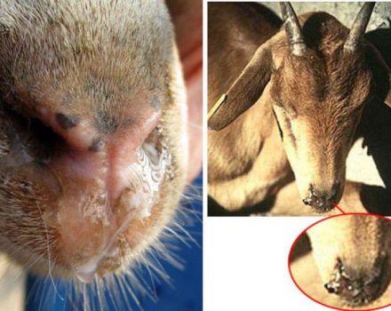 Causes and symptoms of piroplasmosis in goats, treatment and prevention