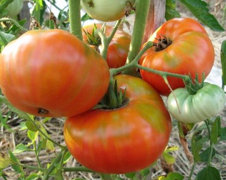 Description de la variété de tomate Votre Honneur, caractéristiques de la culture et des soins