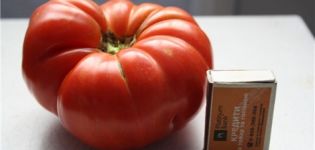 Productivity and description of the tomato variety Angela Gigant