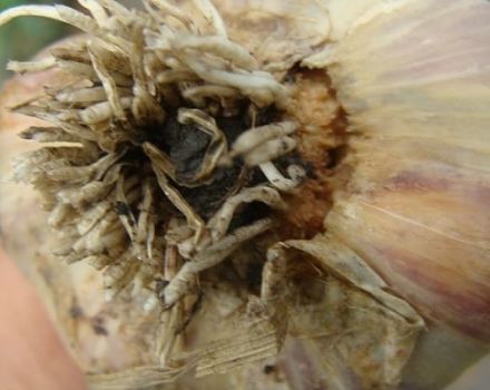 Description of diseases and pests of garlic, control measures, treatment and processing