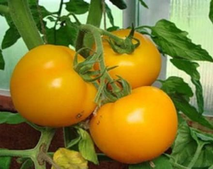 Description de la variété de tomate Eldorado et de ses caractéristiques