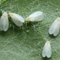 Que faire s'il y a des moucherons blancs sur les concombres et comment y faire face?