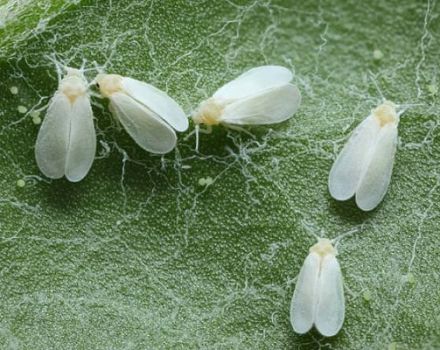 Que faire s'il y a des moucherons blancs sur les concombres et comment y faire face?