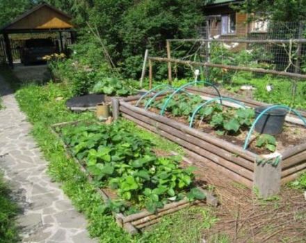 Cómo hacer un jardín cálido para pepinos con tus propias manos.