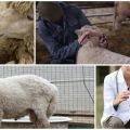 Infectious and non-infectious diseases of sheep and their symptoms, treatment and prevention