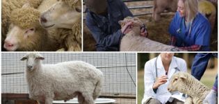 Infectious and non-infectious diseases of sheep and their symptoms, treatment and prevention