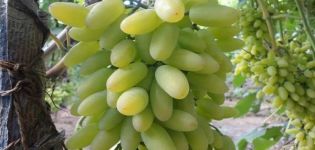 Description of the Timur grape variety and characteristics of cultivation and care