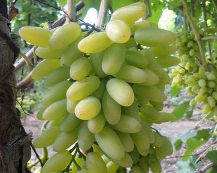 Description of the Timur grape variety and characteristics of cultivation and care