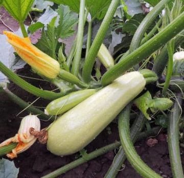 Est-il possible de planter des courgettes en pleine terre en août et juillet?