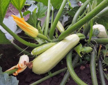 Est-il possible de planter des courgettes en pleine terre en août et juillet?