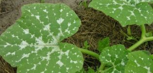 Tratamiento al aire libre de enfermedades de la calabaza y control de plagas.