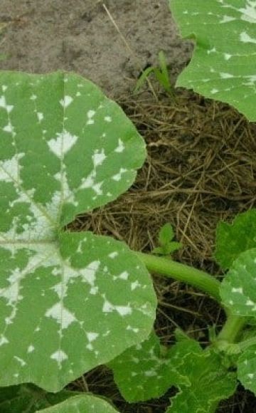 Tratamiento al aire libre de enfermedades de la calabaza y control de plagas.