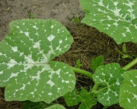 Tratamiento al aire libre de enfermedades de la calabaza y control de plagas.