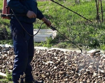 Moyens de transformation des pommes de terre et règles de procédure