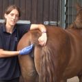 Normal Equine Temperatures and Treatments for Abnormalities