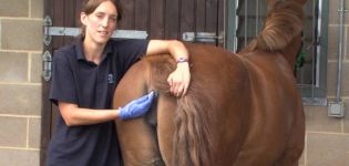 Normal Equine Temperatures and Treatments for Abnormalities