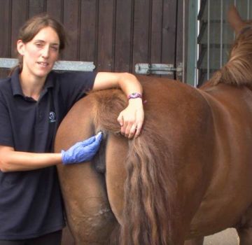 Lecturas de temperatura normal en caballos y tratamientos para anomalías